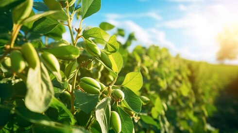 Close up of a soy bean field.